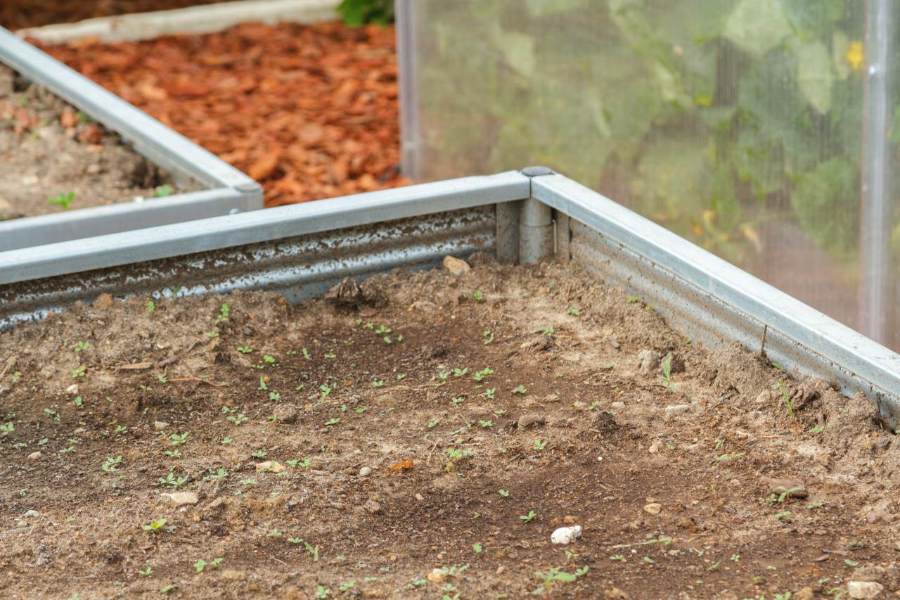 Small plants growing in a raised Planta garden bed with a blurred background