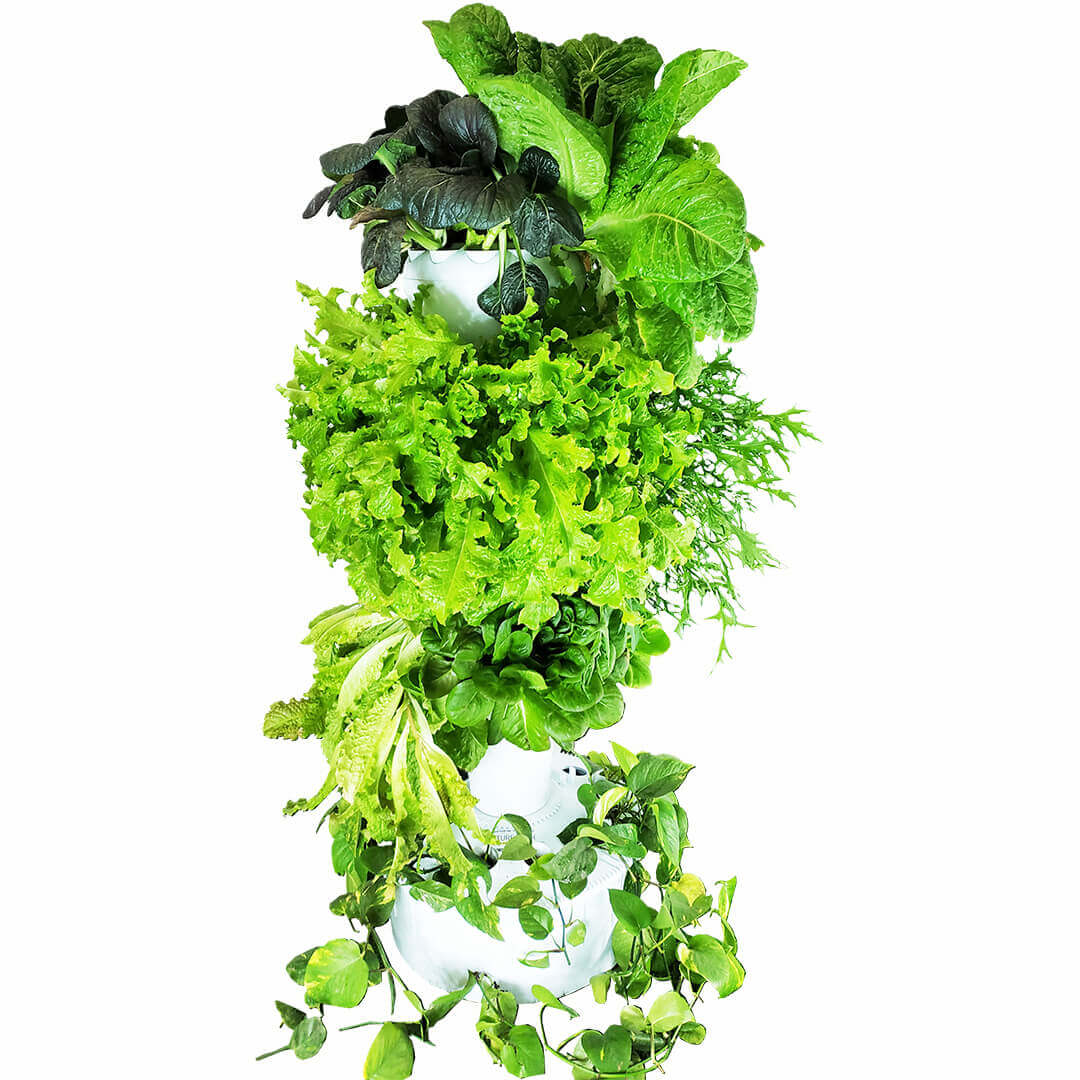 Airponic Fruit - Hydroponic Tower Garden System